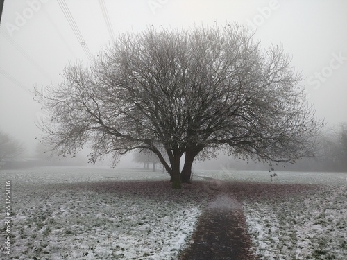 tree in the snow
