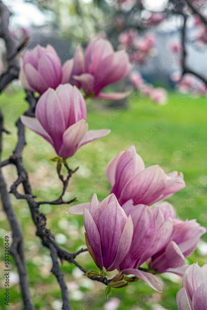 Fototapeta premium Flowering dogwood in spring