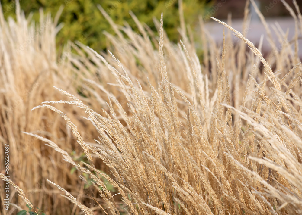 background texture of reed grass waving under the wind background texture of reed grass waving under the wind