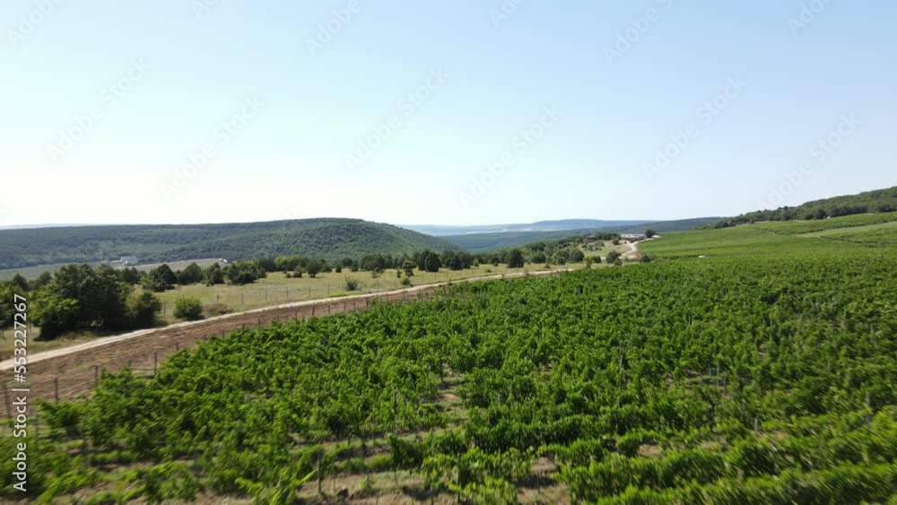 Cinematic flight between rows of grape bushes. A large grape field in the mountains. Summer farm. In the distance, the mountains are covered with dense forest. Cinematic flight between rows of grape bushes. A large grape field in the mountains. Summer farm. In the distance, the mountains are covered with dense forest.