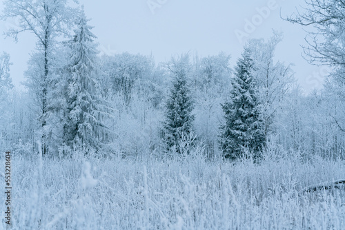 Snow-covered and frozen fir trees in the forest