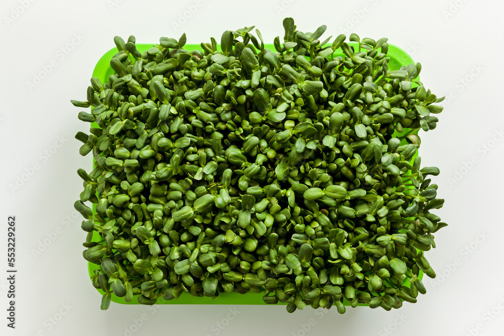 green sprouts of a young sunflower green sprouts of a young sunflower
