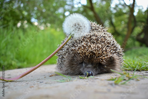 hedgehog came out of the forest for a walk