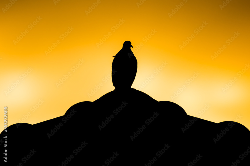 Brown Pigeon sitting on roof