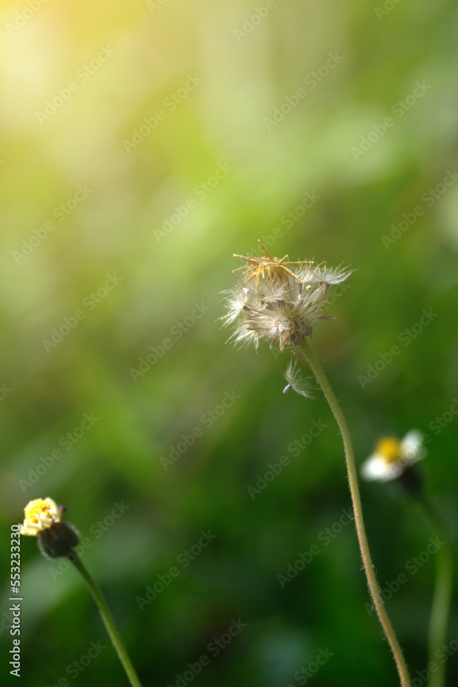 Fototapeta premium wild flowers with sun light shaded closeup 