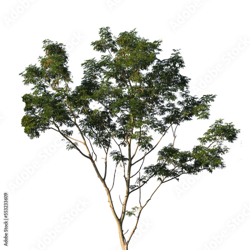 Tree branch isolated on white background