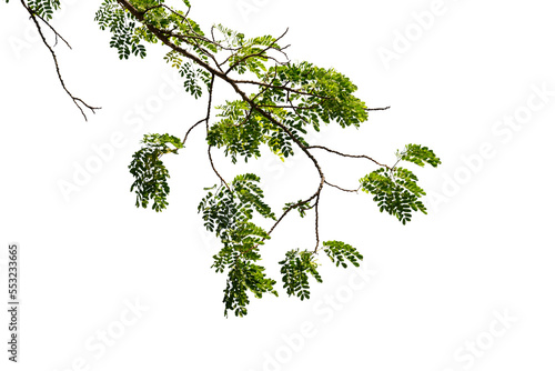 Tree branch isolated on white background