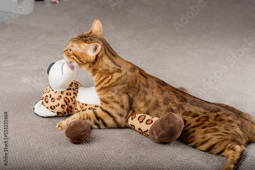 A bengal cat in love licks or kisses and hugs a toy leopard at home.