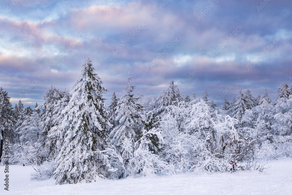 Snow-covered trees on the Großer Feldberg in the Taunus/Germany
