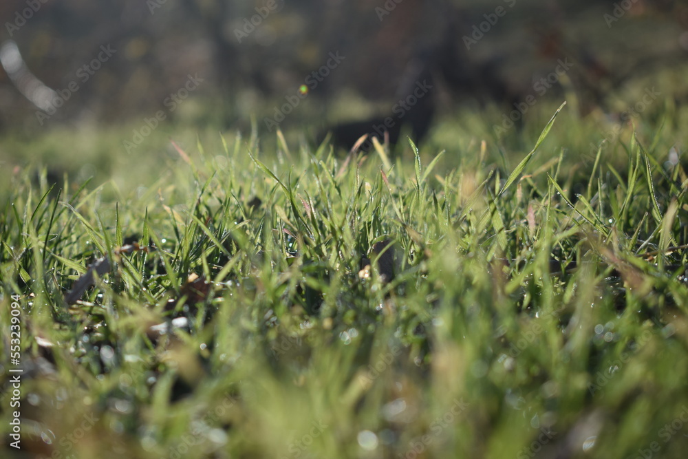 grass on the ground grass on the ground