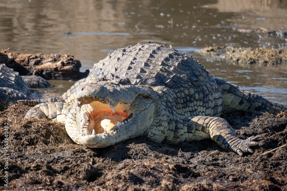 Obraz premium African crocodile in its natural habitat of Tanzania in Africa