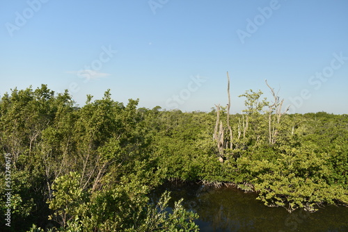 Mangrove trees in the mangrove swamp or mangrove forest.