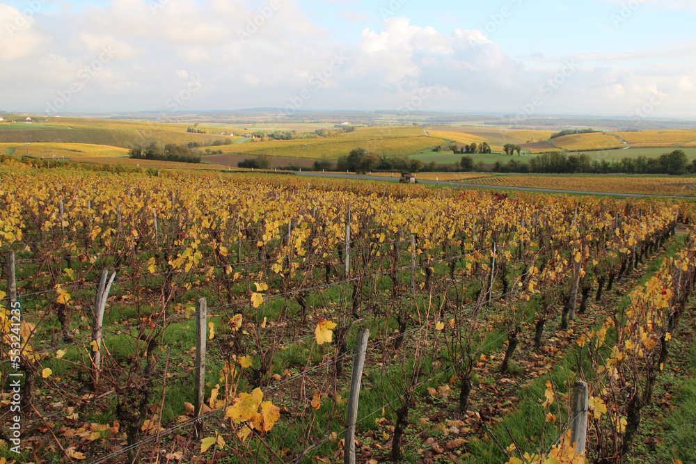 vineyards around sancerre (france)