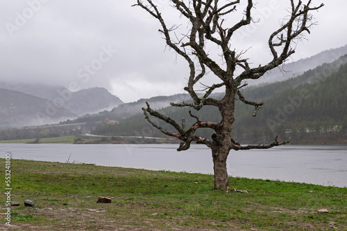 Bare tree by the lake on rainy day photo