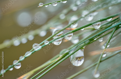 blades of grass with shiny water drops