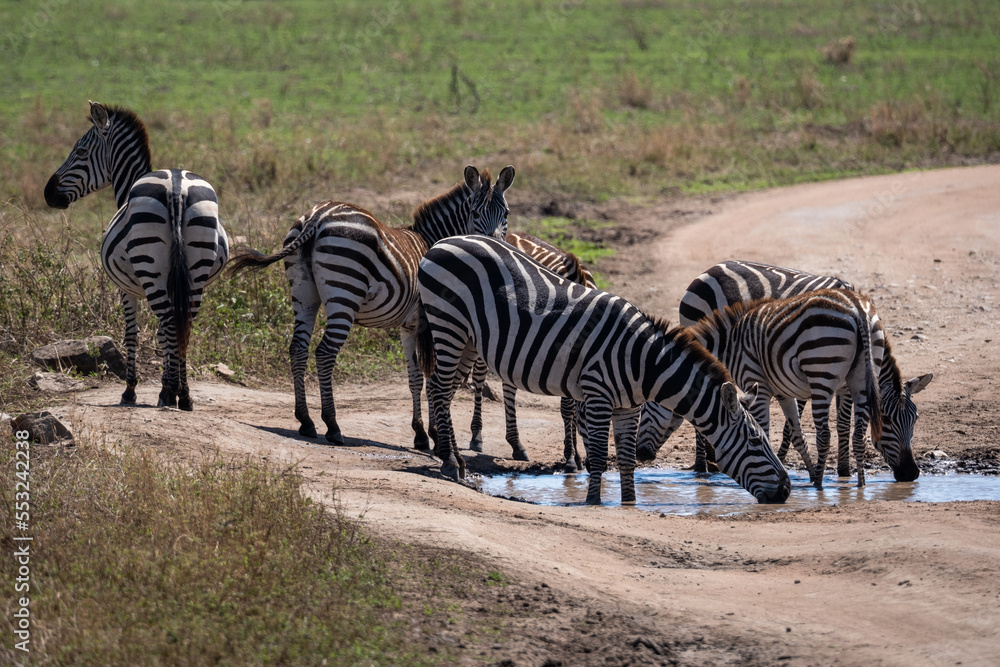 Obraz premium Zebra standing in water, National Park of Tanzania. Wildlife scene from nature, Africa