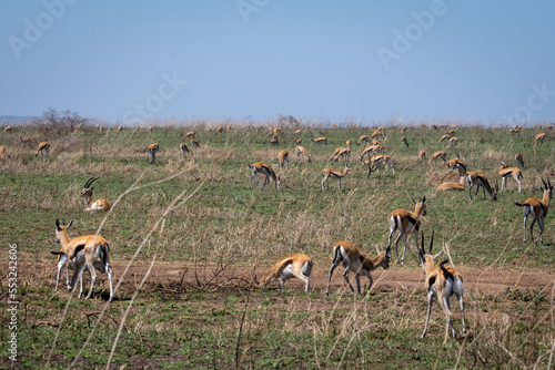 Photography Herd of wild Antelopes in Tanzania