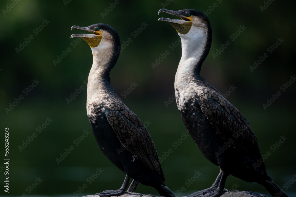A Great Cormorant resting by the water A Great Cormorant resting by the water
