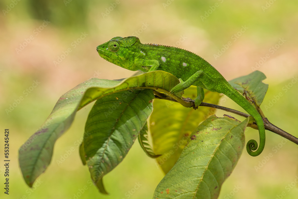 Oustalet's Chameleon - Furcifer oustaleti, beautiful colored chameleon, Madagascar endemic, Kirindi forest, Madagascar.