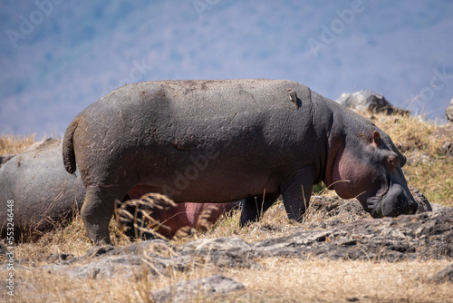 hippopotamus on land  Serengeti national park Tanzania