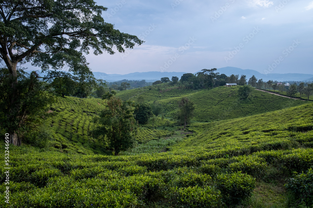 Obraz premium Green Tea plantation in Uganda