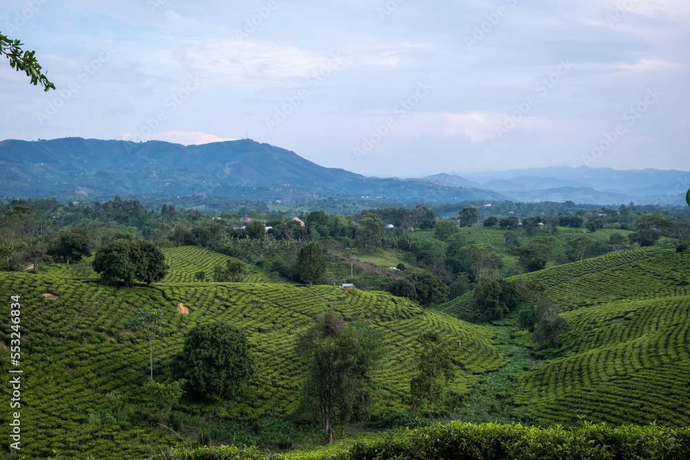 Tea plantation in UgandTea plantation in Ugandaa