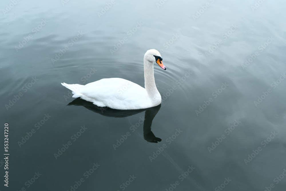 Closeup shot of a beautiful white swan in the water. Wild bird on the background of the sea or lake Closeup shot of a beautiful white swan in the water. Wild bird on the background of the sea or lake