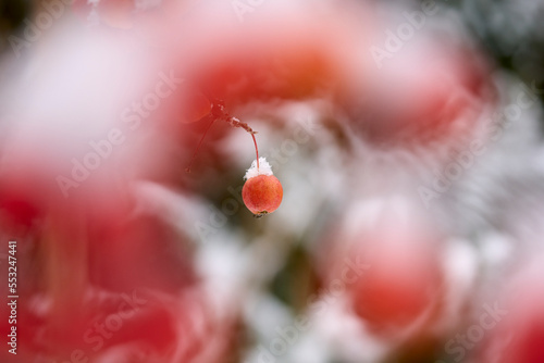 ripe red snow coverd appleson an ornamental apple tree in early winter photo