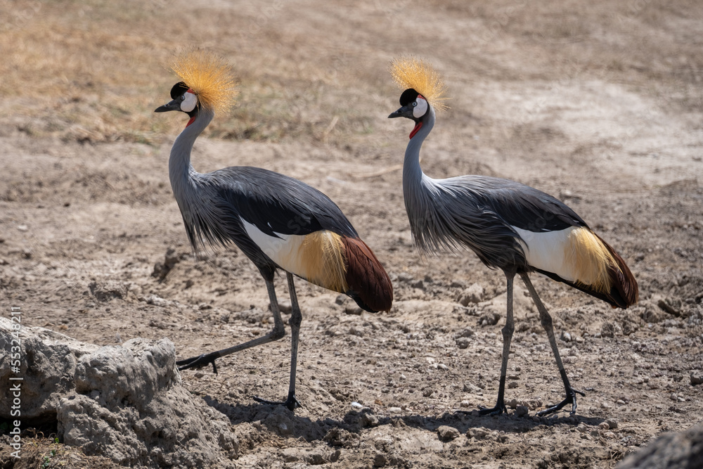 Fototapeta premium Two grey crowned cranes in the wild. 