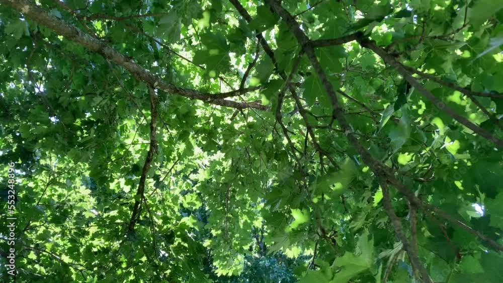 Under branches of a green maple tree blowing in the breeze Under branches of a green maple tree blowing in the breeze