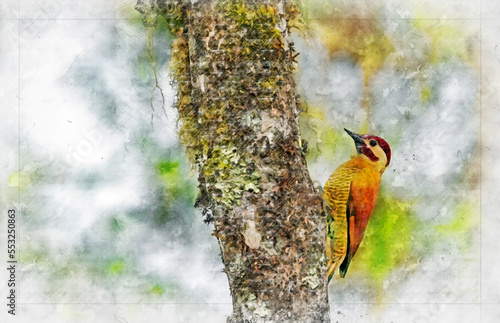 Golden-Olive Woodpecker (Colaptes rubiginosus) spotted in El Salvador. Watercolor artistic work. photo