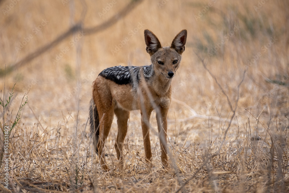 Obraz premium Jackal standing in savana, Tanzania national park. Portrait photo