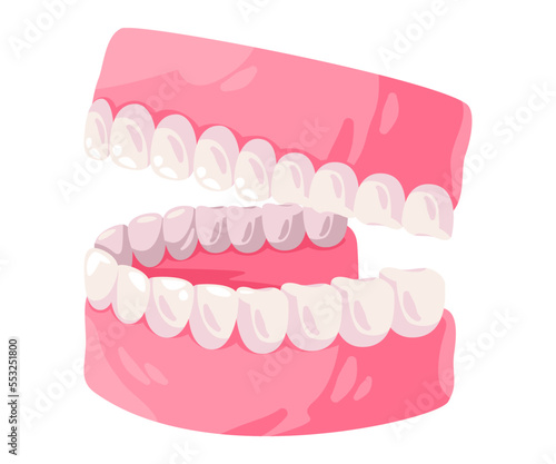up and lower jaw mouth gums and teeth orthodonthic drawing illustration