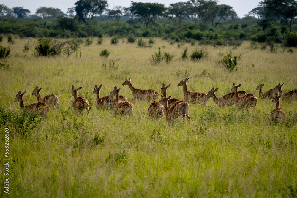 Heard of Impalas in Serengeti national park Tanzania