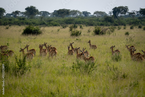 Heard of Impalas in Serengeti national park Tanzania