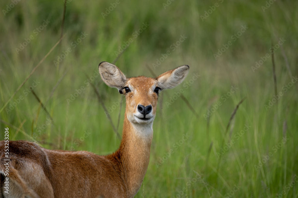 Close up of a impala in Serengeti national park Tanzania