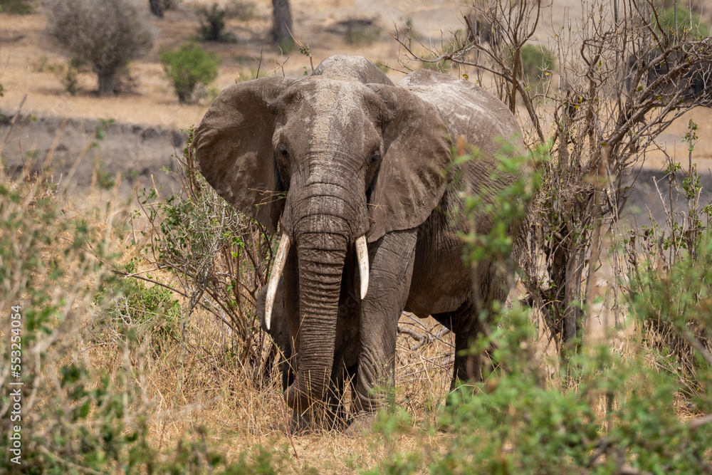 Fototapeta premium African Elephant in the Wild. National park Tanzania. 