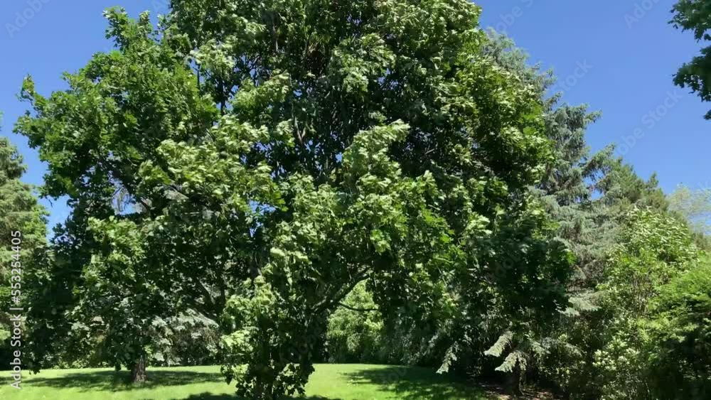 Lush green maple blows in very strong winds in park Lush green maple blows in very strong winds in park