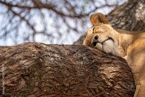 Photography Sleeping Lioness on a tree