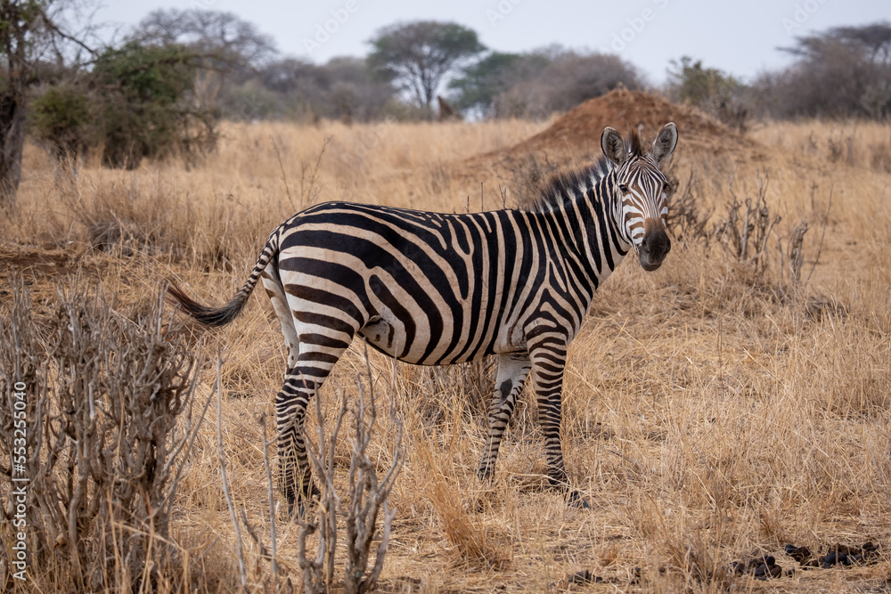 Fototapeta premium Zebra in the grass nature habitat, National Park of Tanzania. Wildlife scene from nature, Africa