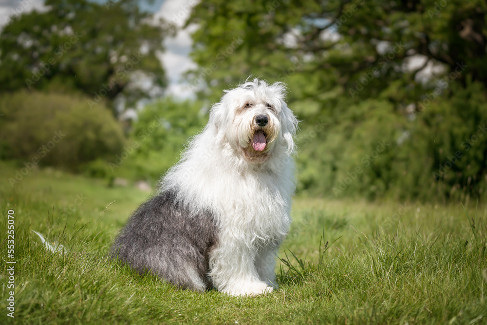 Old English Sheepdog sitting in a field looking at the camera