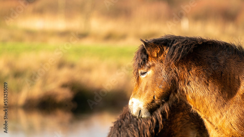 Obraz na płótnie Head of a wild brown Exmoor pony, against a blue sky in the nature reserve in Fochteloo, Fall colors in winter. The Netherlands. Selective focus., web banner, long cover, panorama, social media w salonie