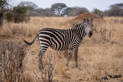 Zebra in the grass nature habitat  National Park of Tanzania. Wildlife scene from nature  Africa