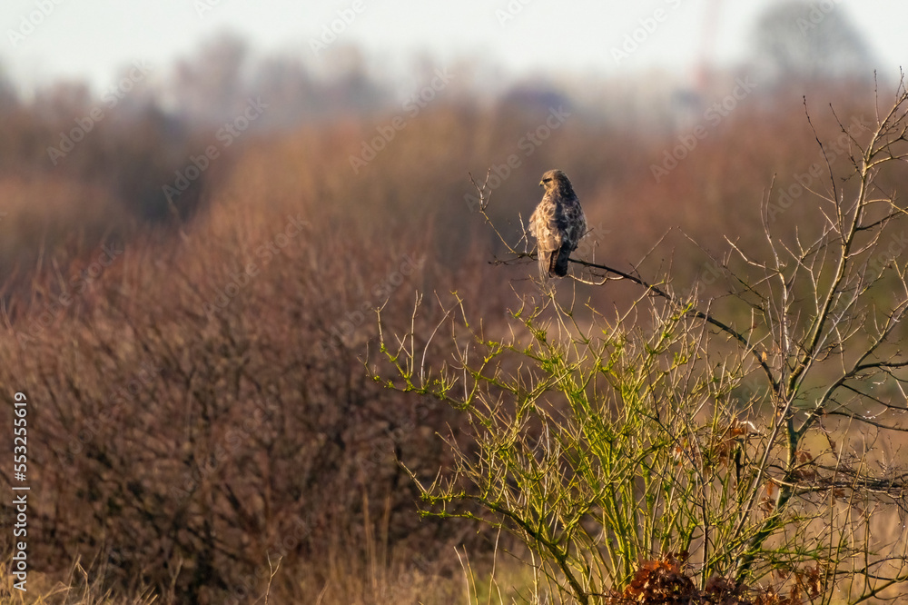Impressive common buzzard, buteo buteo, sitting on branch in autumn with copy space. Feathered animal with white and brown plumage