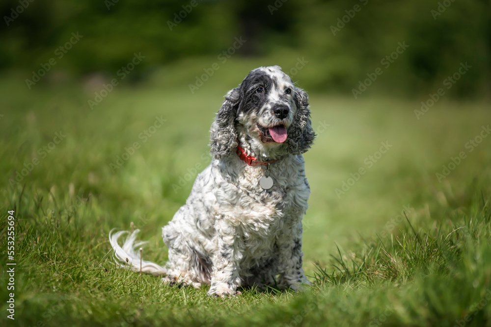 Show Cocker Spaniel black and white sitting on the grass looking at the camera Show Cocker Spaniel black and white sitting on the grass looking at the camera