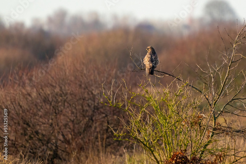 Obraz na płótnie Impressive common buzzard, buteo buteo, sitting on branch in autumn with copy space. Feathered animal with white and brown plumage w salonie
