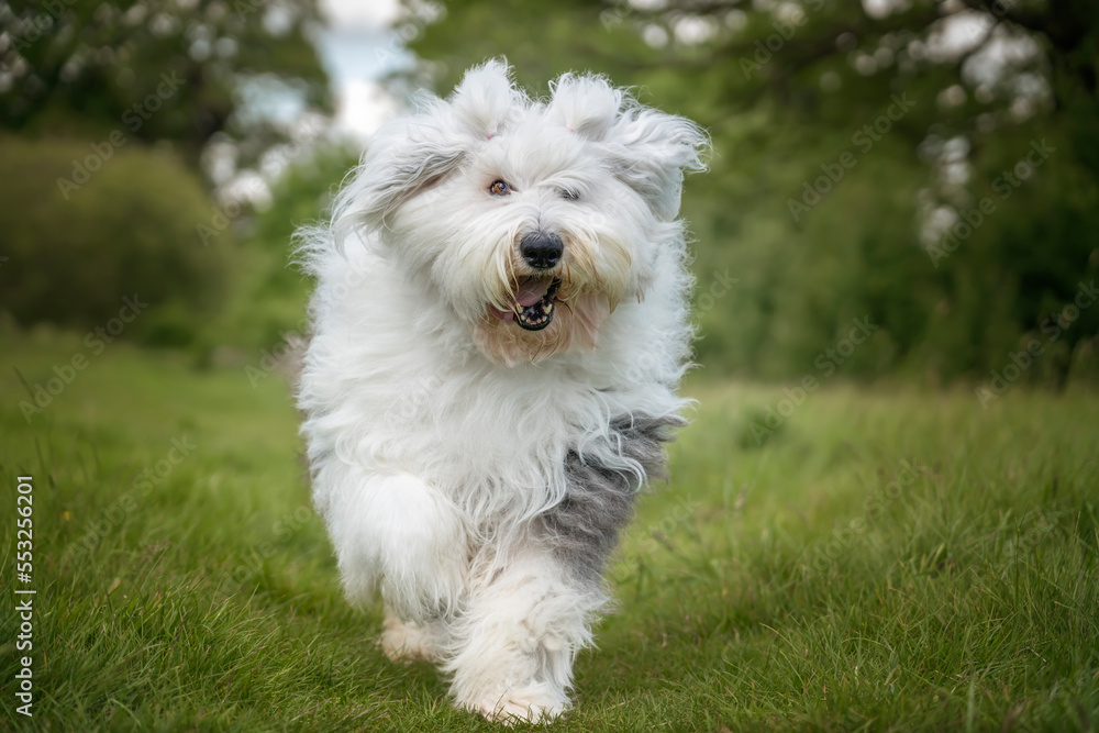 Old English Sheepdog running towards the camera in a field