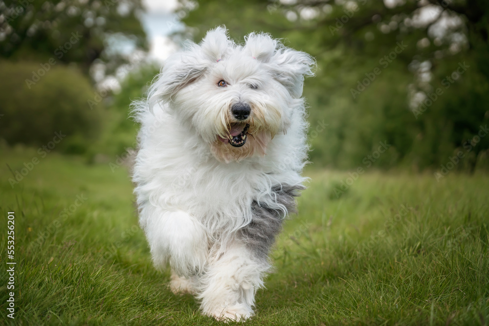 Old English Sheepdog running towards the camera in a field Old English Sheepdog running towards the camera in a field