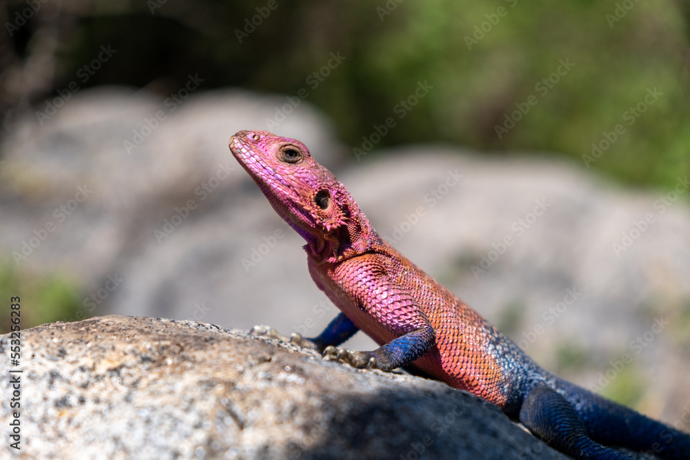 Colorfull gecko on a rock in Serengeti national park Tanzania Colorfull gecko on a rock in Serengeti national park Tanzania