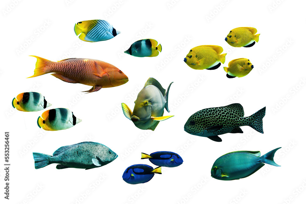 Collection set of tropical fishes isolated on transparent background - obrazy, fototapety, plakaty 